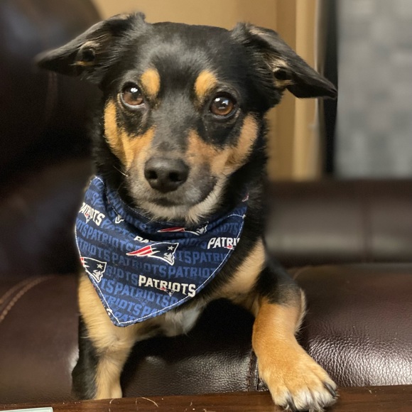 Handmade Reversible pet bandana made with Coco fabric - Picture 5 of 5